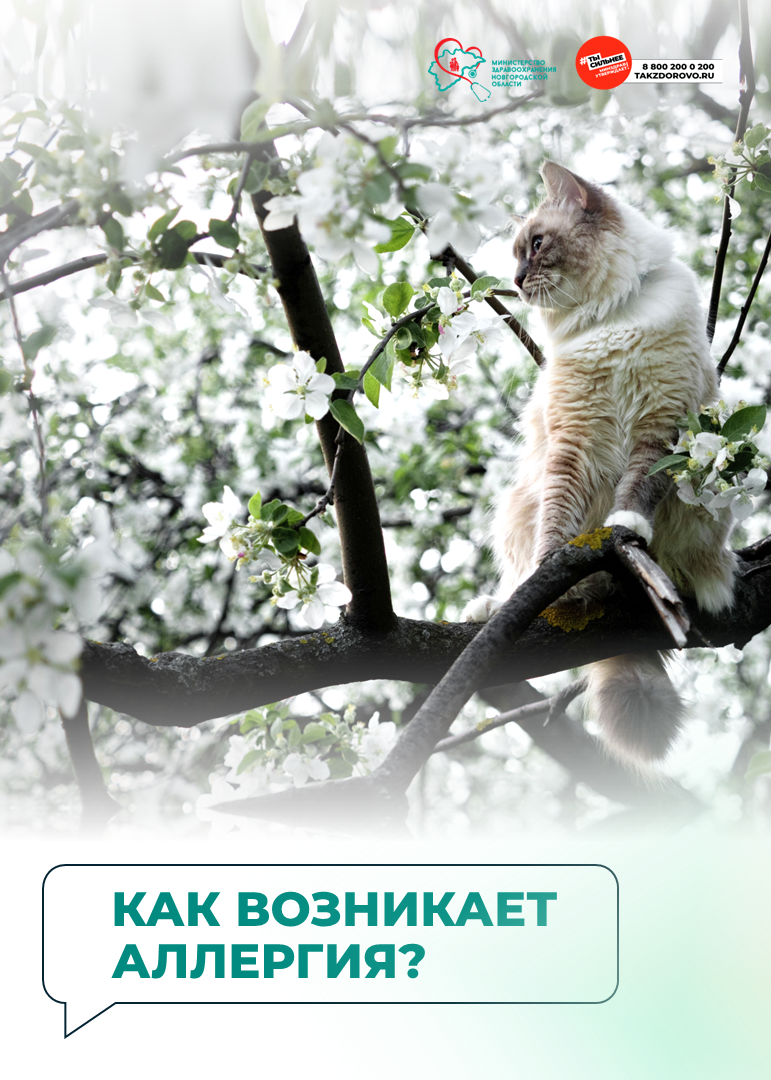 🤧 Как возникает аллергия?.