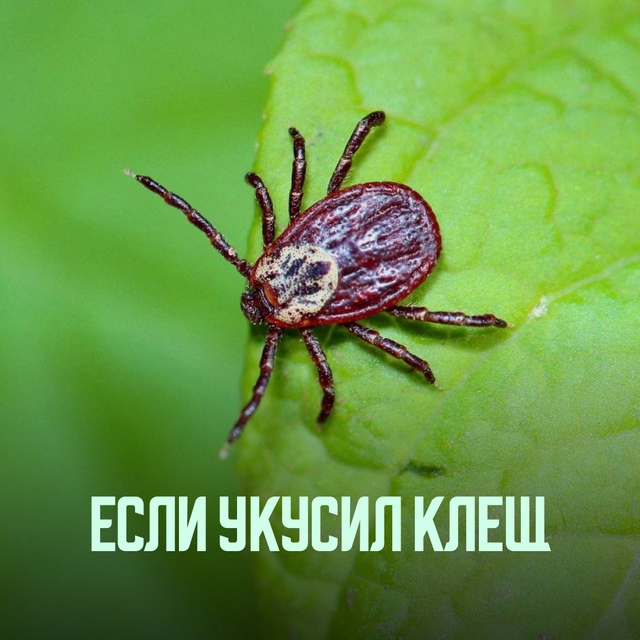 ️С наступлением весны начался сезон активности клещей, причиняющих вред здоровью человека.