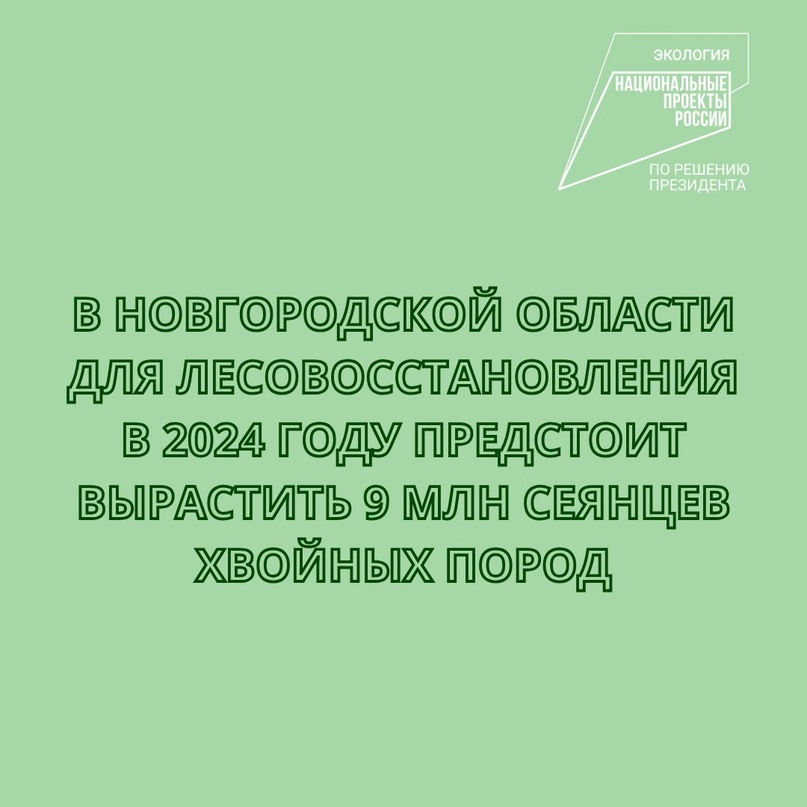 Ежегодно задачи по лесовосстановлению в регионе выполняются на сто процентов..