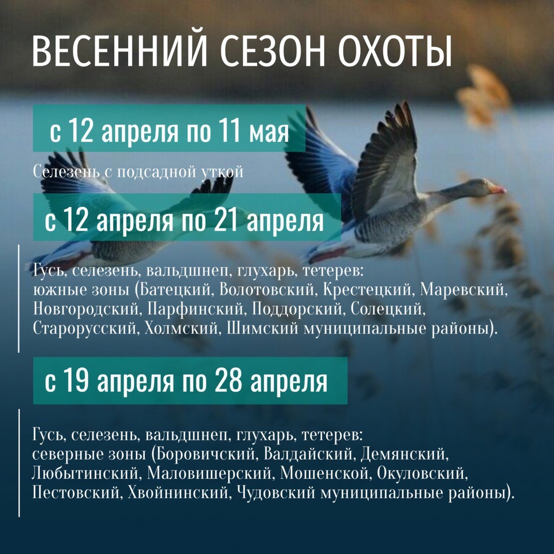 В Новгородской области начинается весенний сезон охоты..