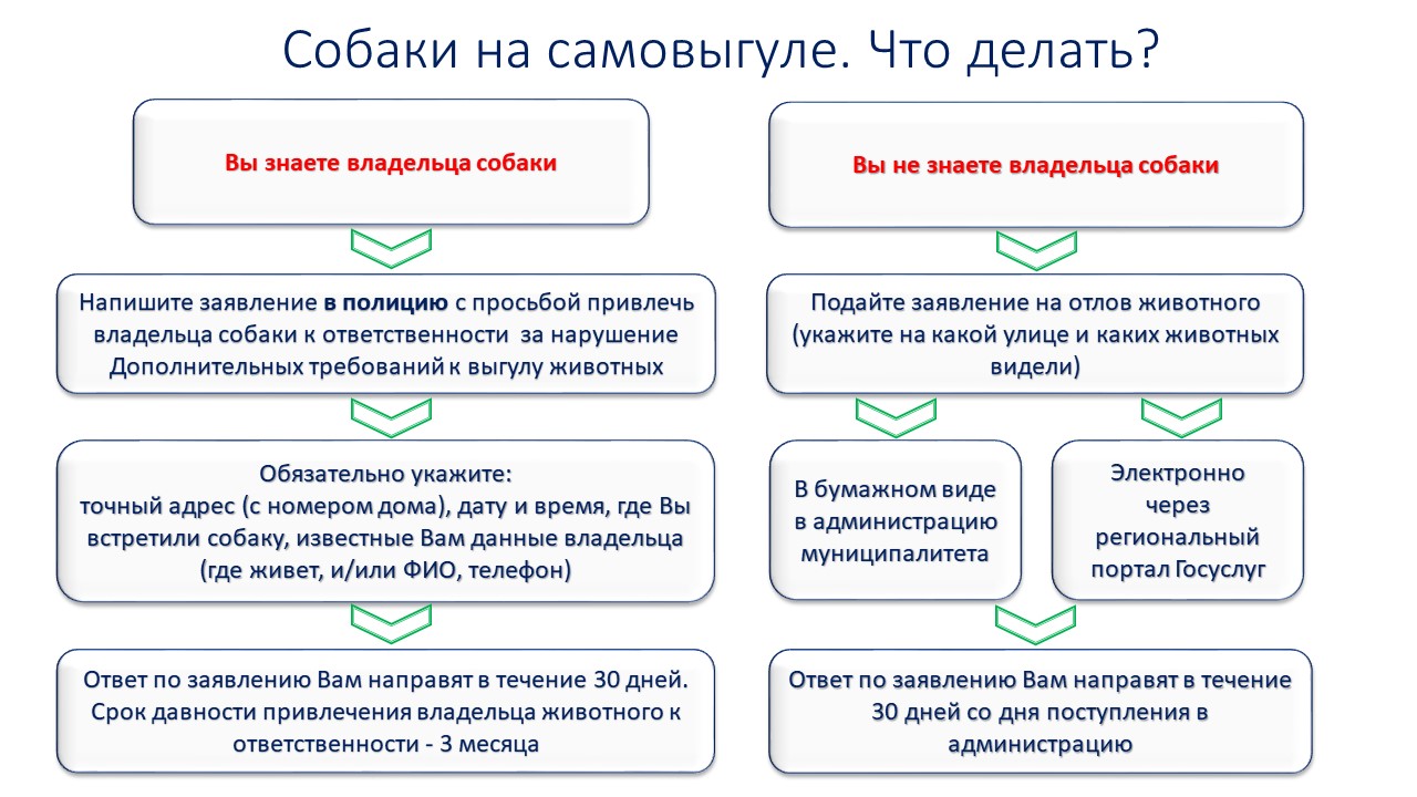 Собаки на самовыгуле. Что делать?.