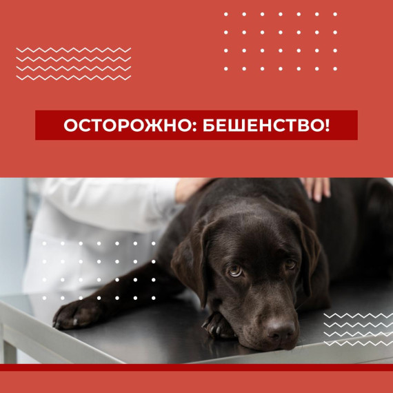 Осторожно: бешенство!. Осторожно: бешенство!.